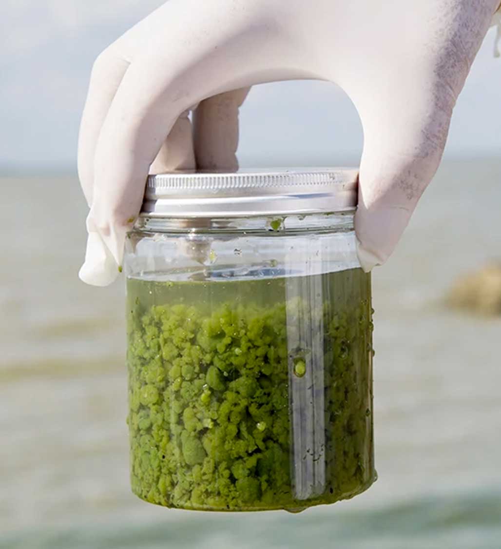 Algae sample