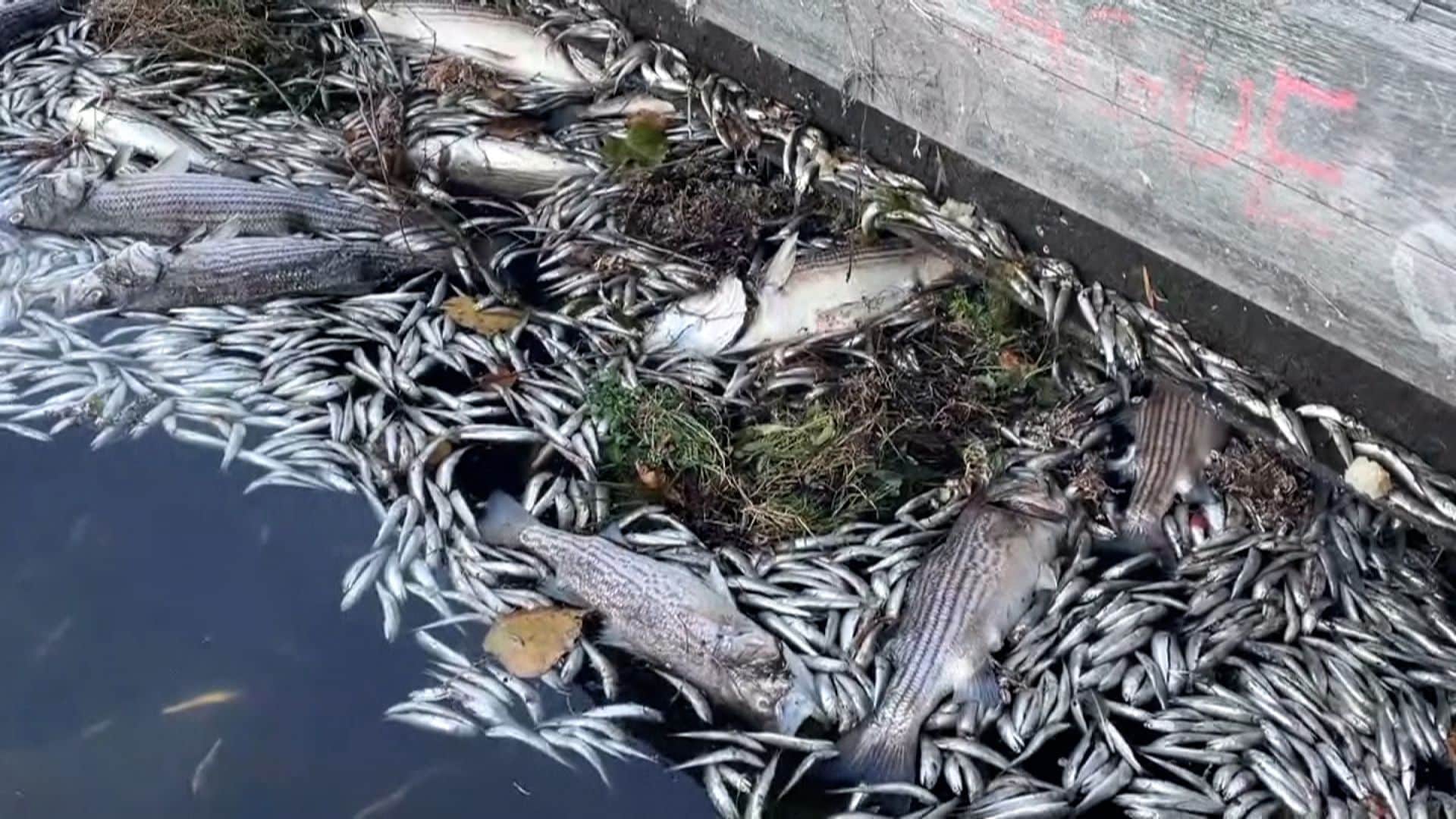 Dead fishes in California
