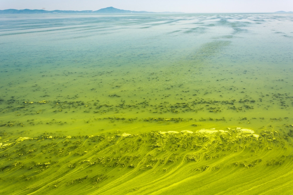 Green tide in Yellow Sea