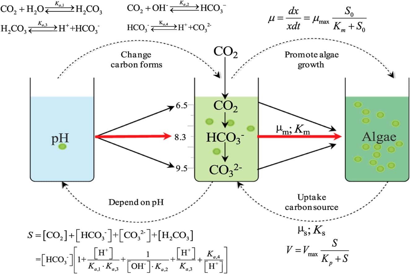 Diagram showing the relationship among pH, carbon species and algal growth.