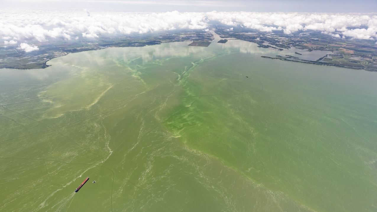 Lake Erie algae
