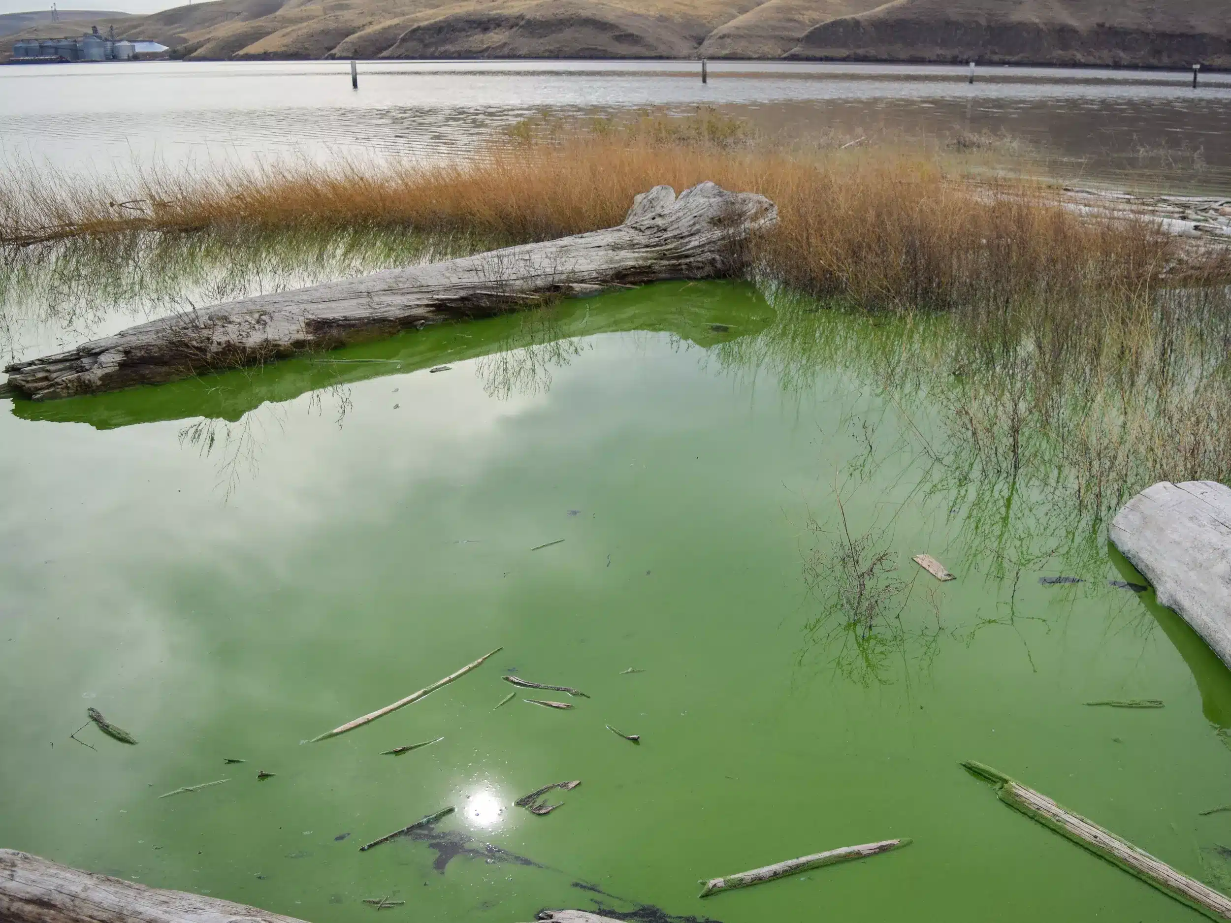 Oder river algae