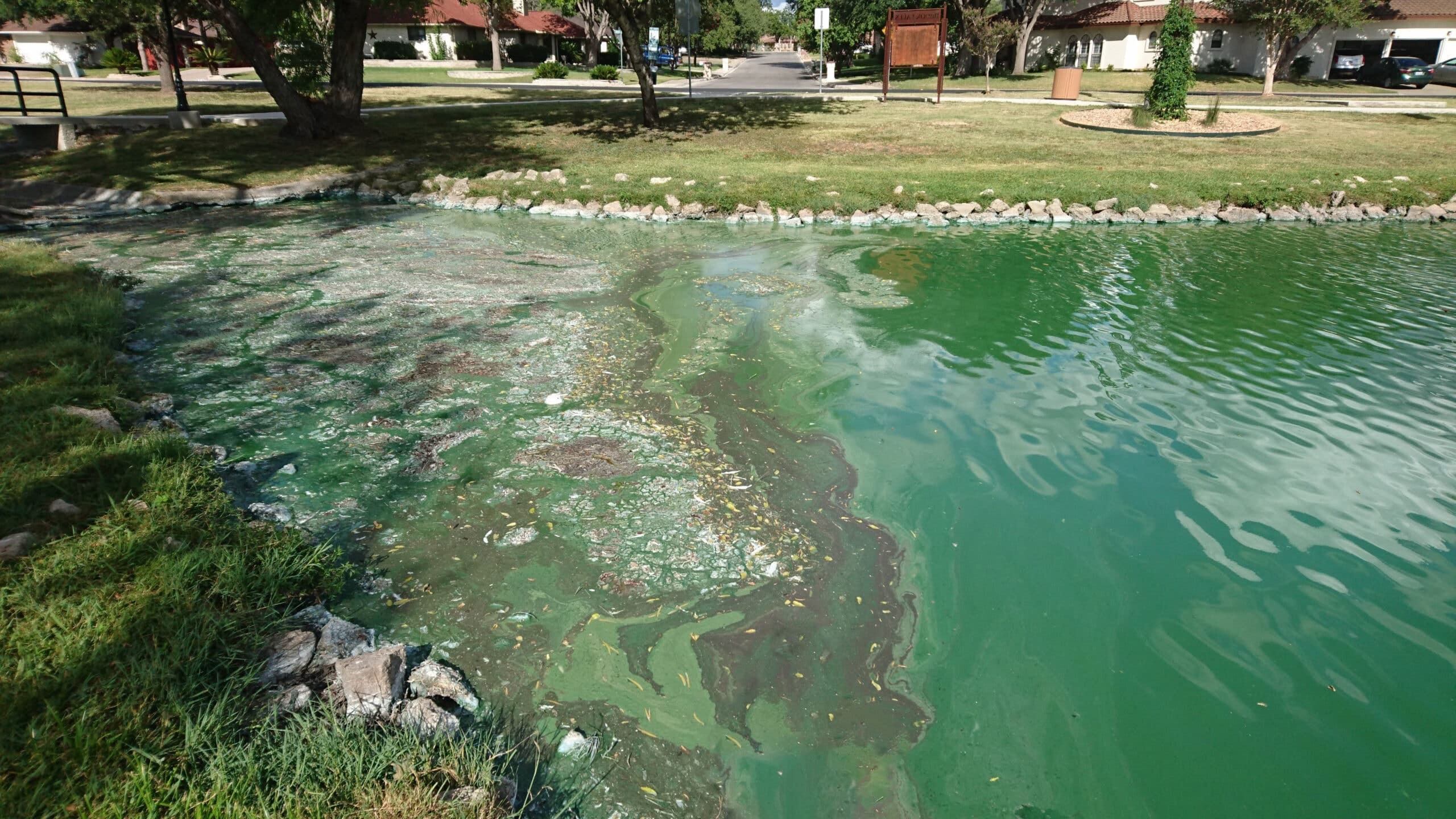 The final stage of eutrophication when cyanobacteria dominance becomes permanent in a lake as seen above.