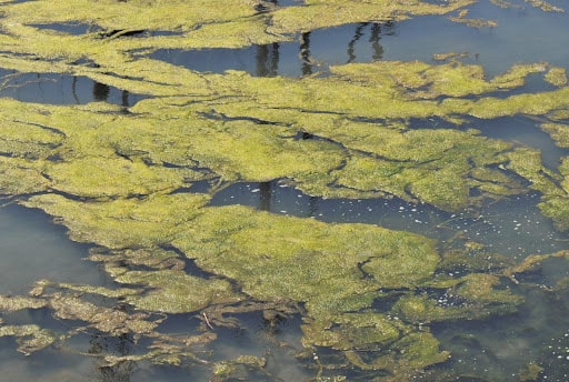 Surface algae scum seen floating on water
