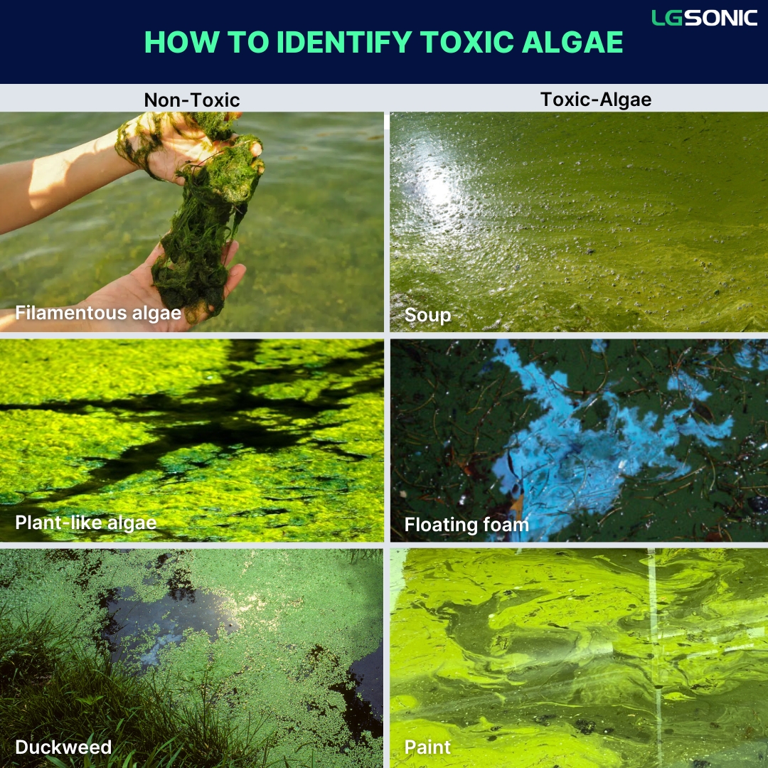 Algae types