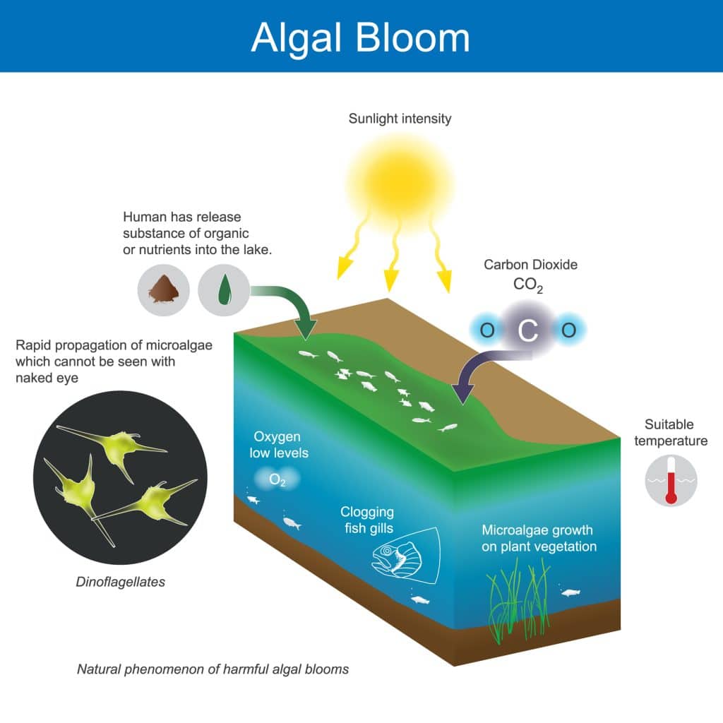 Diagram explaining harmful algal blooms: Excess nutrients and organic matter from human activities, combined with sunlight and carbon dioxide, trigger rapid microalgae growth. Dinoflagellates multiply, blocking sunlight from reaching underwater plants and reducing oxygen levels.