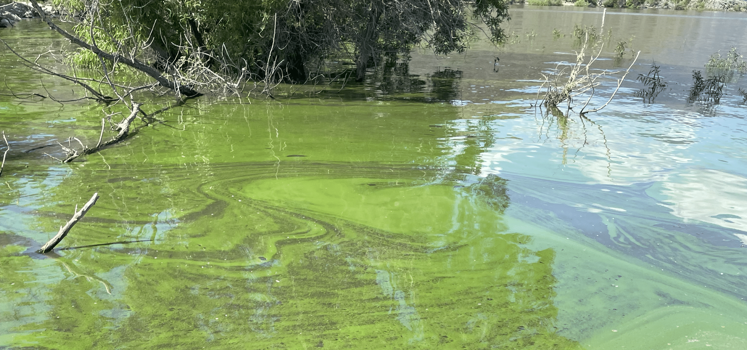 Green smelly water