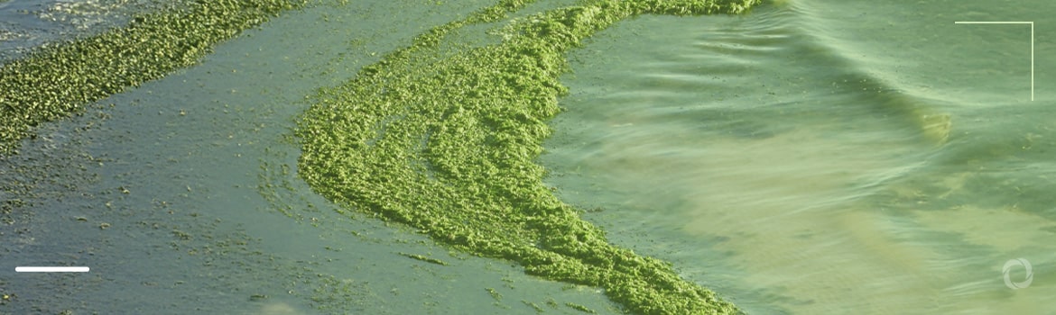 The worst algal outbreak