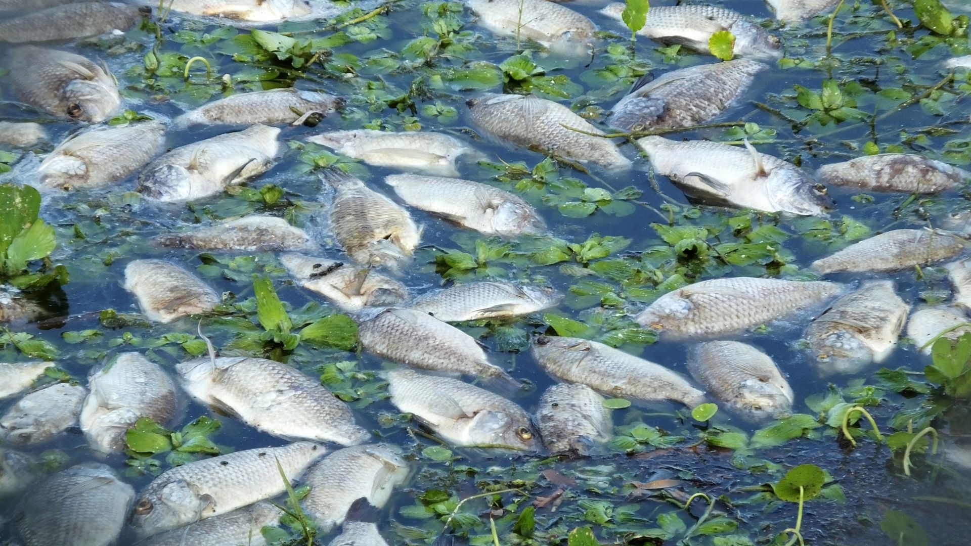 A large number of dead fish floating on water with green plants interspersed, likely caused by toxic algal blooms visible from space, indicating an environmental issue.