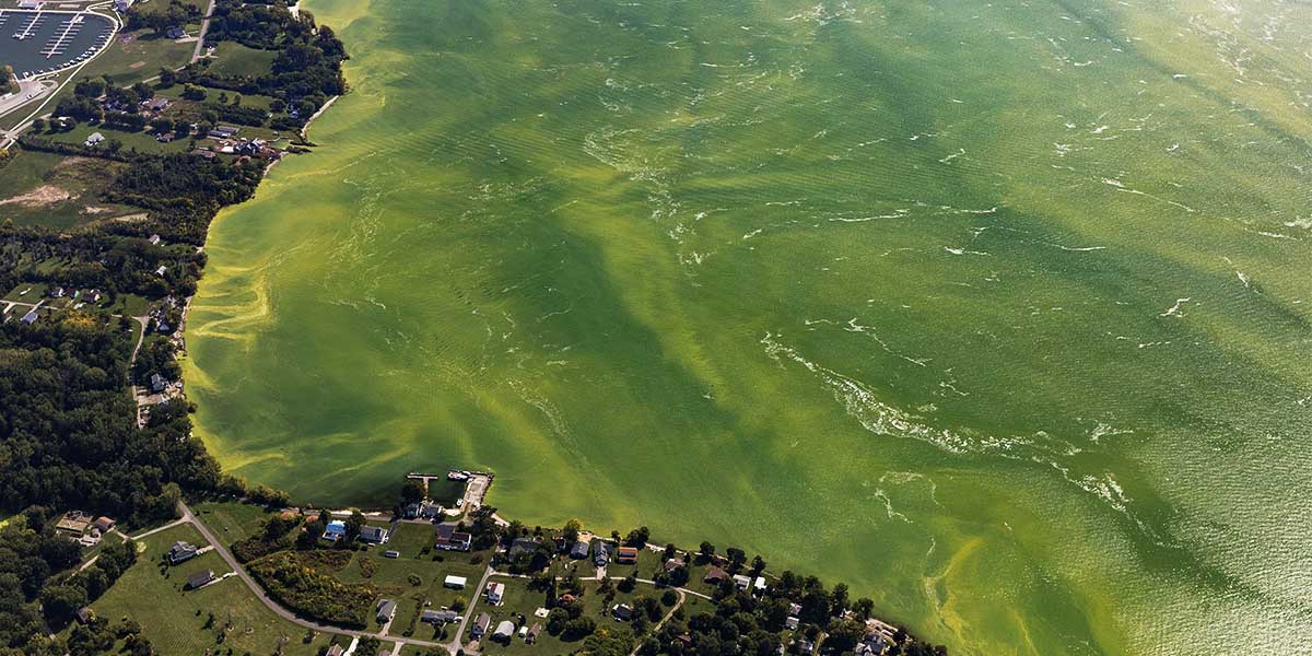 Algae blooms in Lake Erie: surprising severity raises concerns