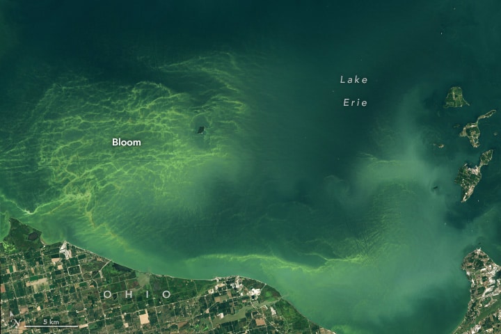 Lake Erie bloom seen from space