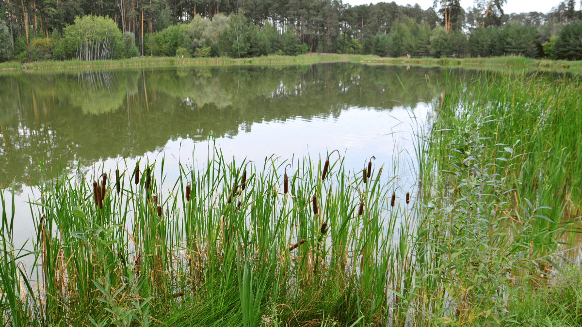 Wetlands as nutrient filters along lake or pond edges to reduce algal blooms.