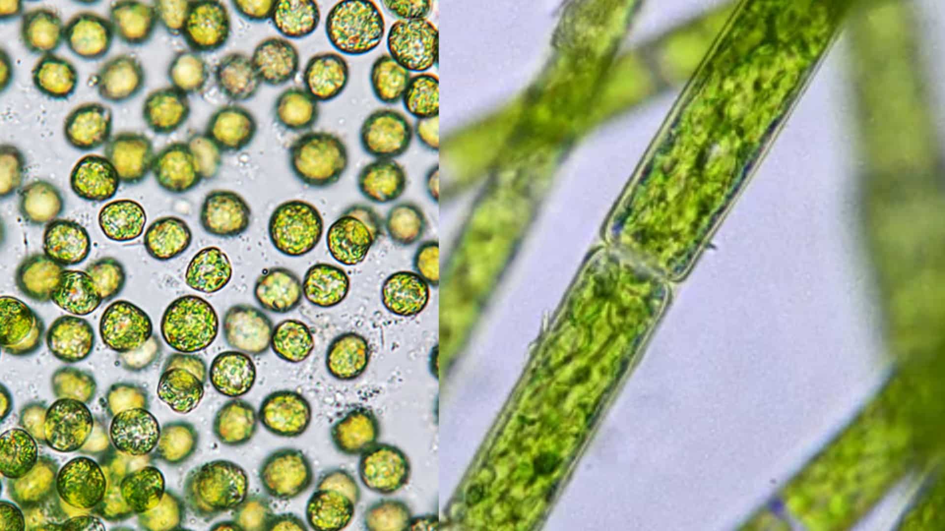 different types of algal blooms