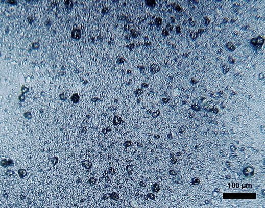 Microplastics under the microscope