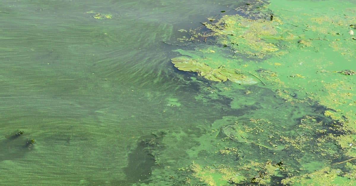 Pollution of surface water
