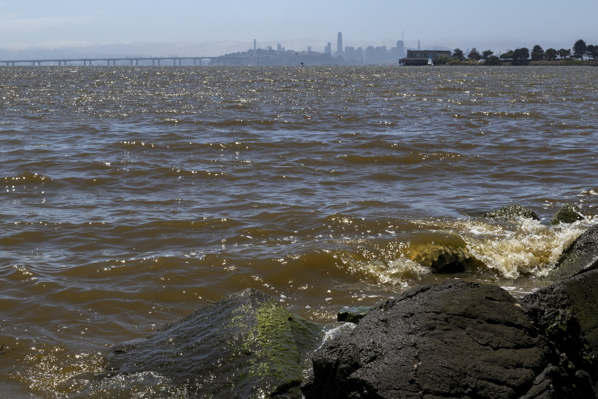 San Francisco Bay algae blooms