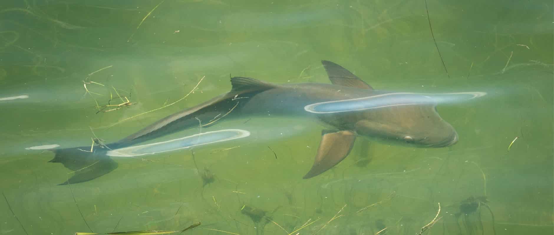 Sharks Florida