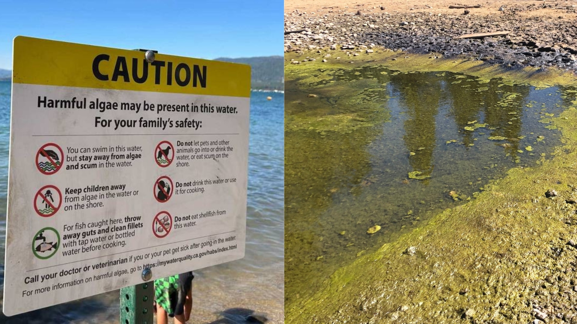 Lake Tahoe algal blooms