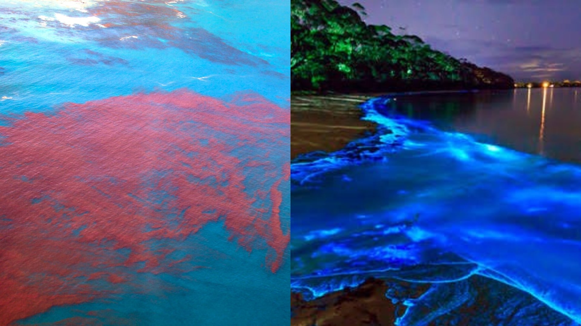 Environmental impact on blue and red tide