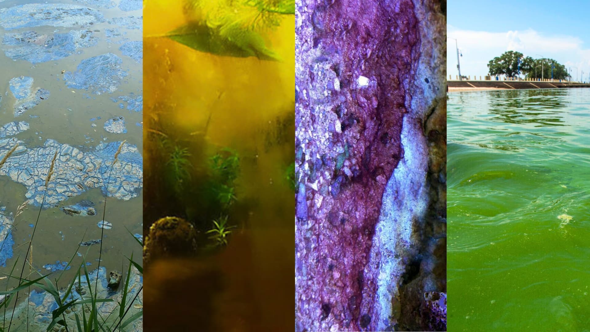 different types of algae in water