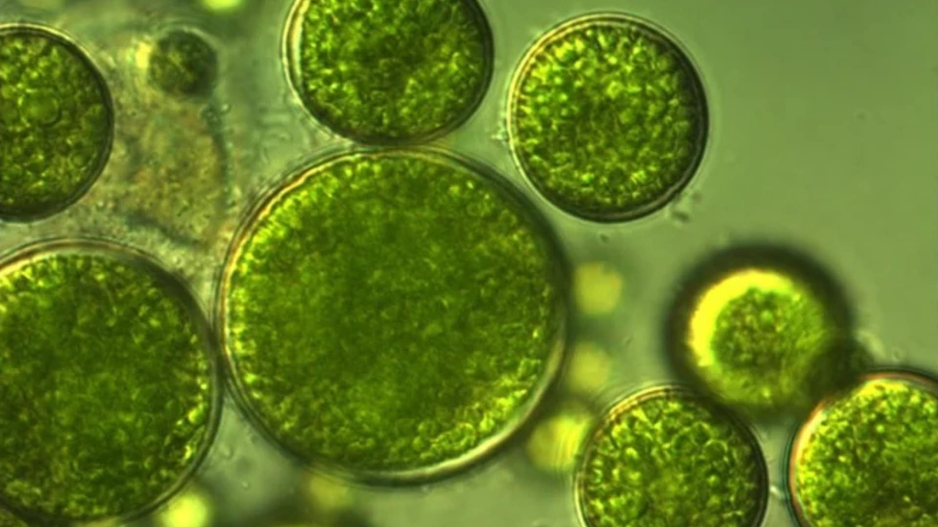 Algae control