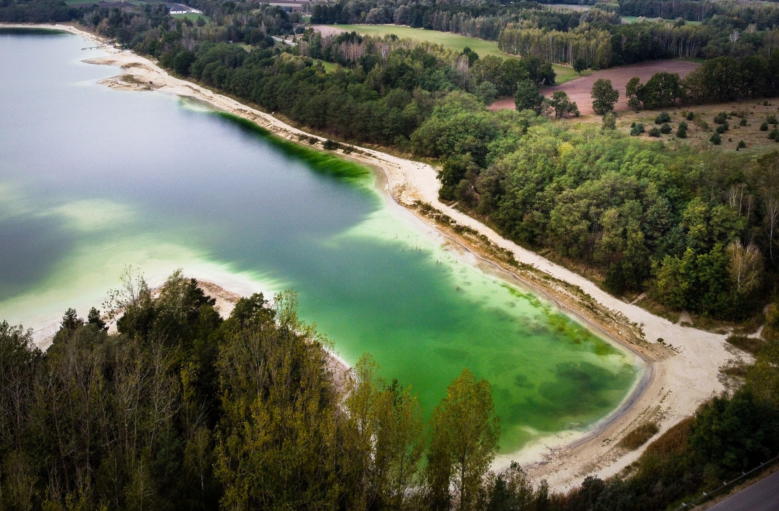 Green algal bloom concentrated along the wooded shoreline of a freshwater lake.