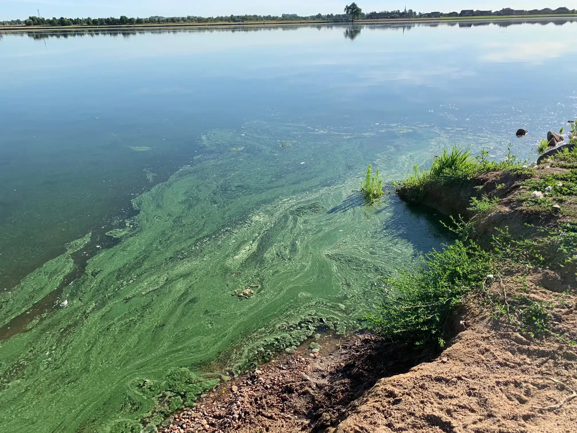 algae blooms in US