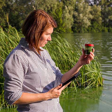 Algae sample