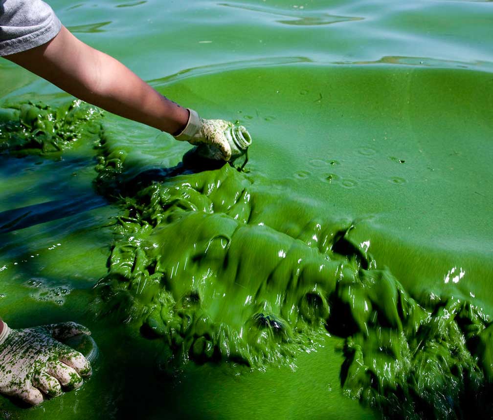 Algae sample lake