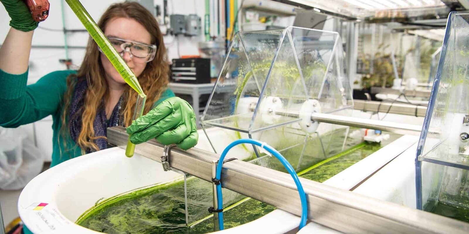 Algae scientist Algae scientist