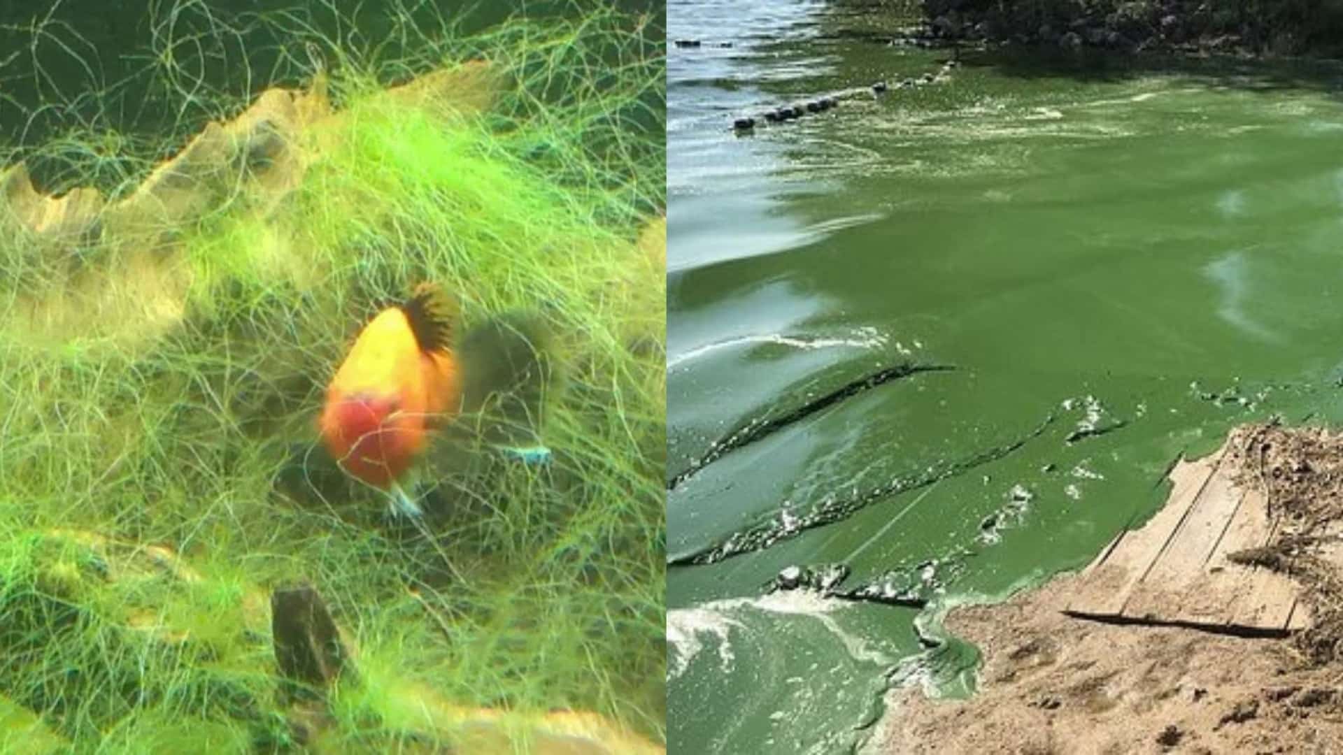 Difference between stringy algae and paint-like algae.