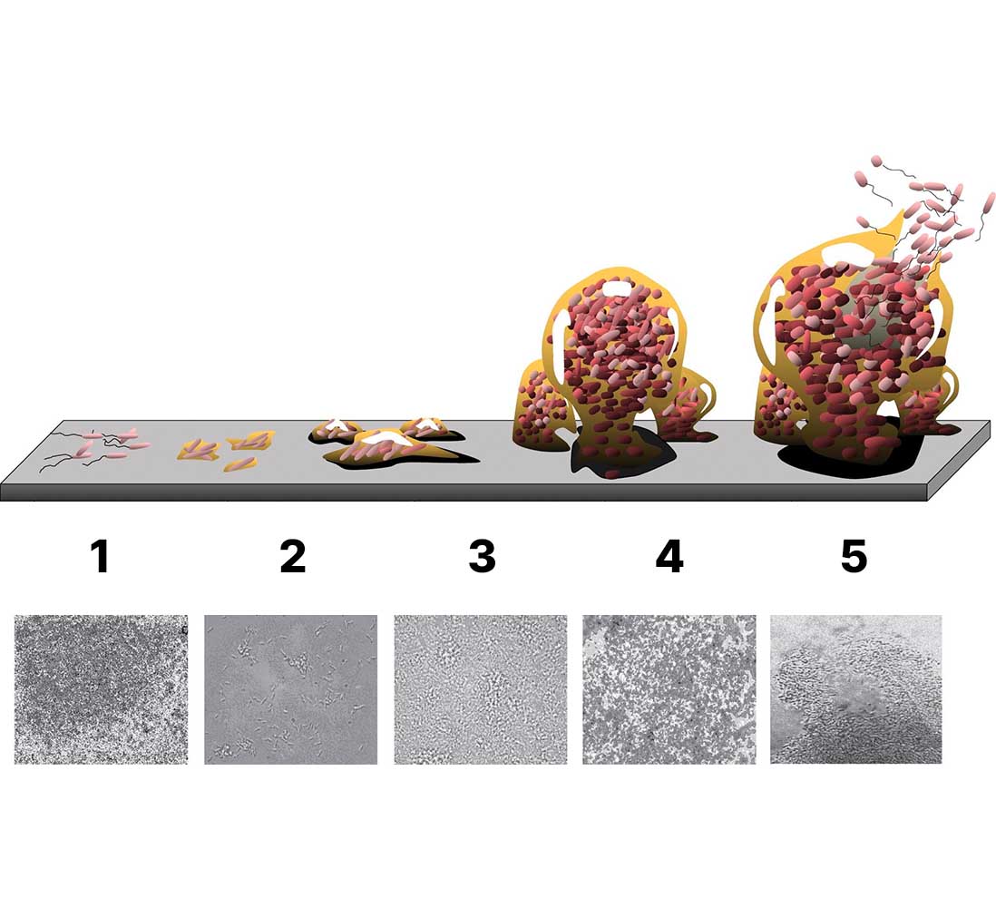 Biofilm stages