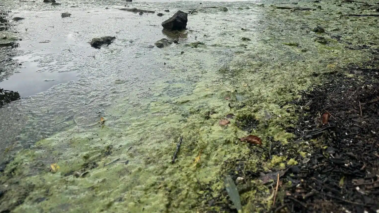 blue-green algae at Lough Neagh