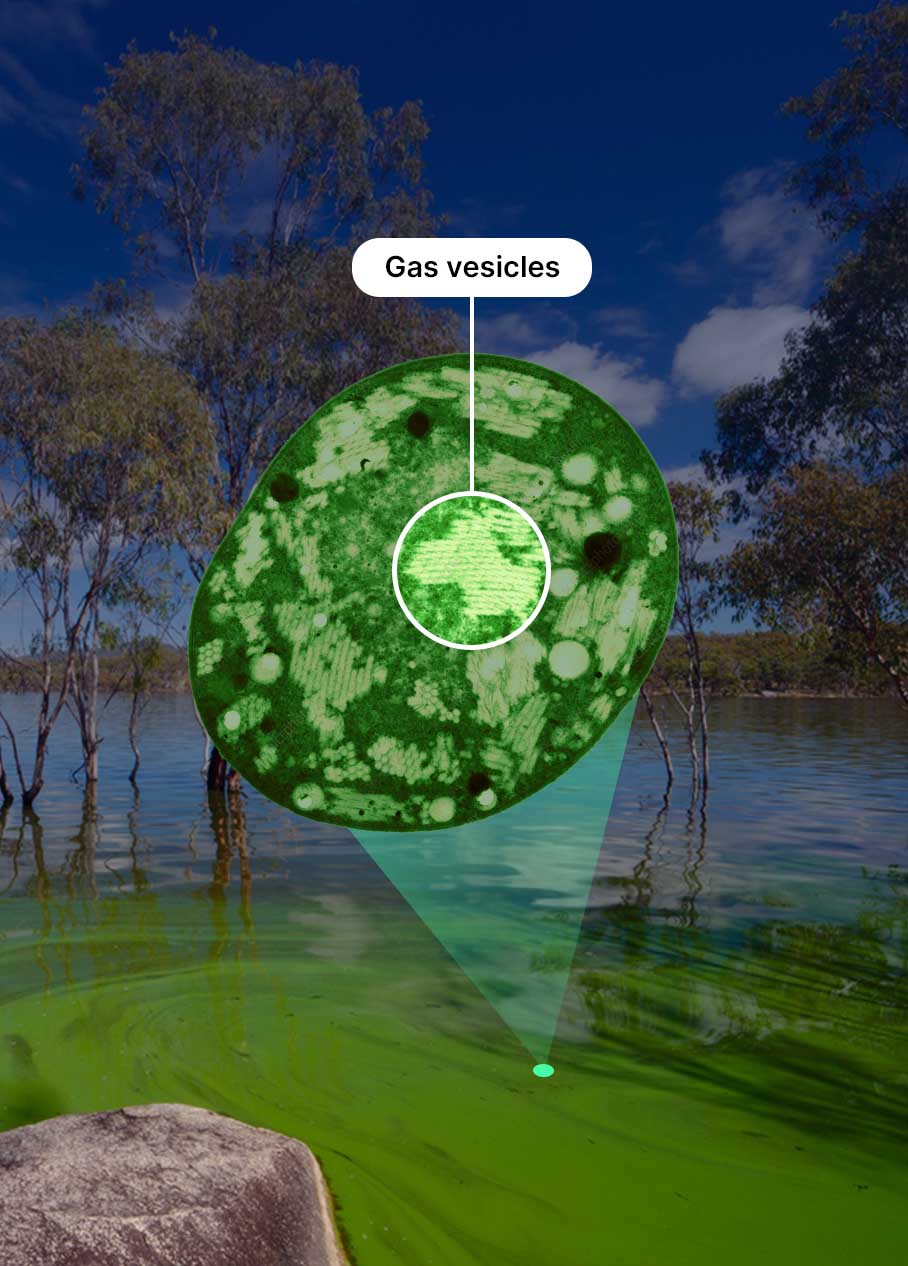 Blue-green algae