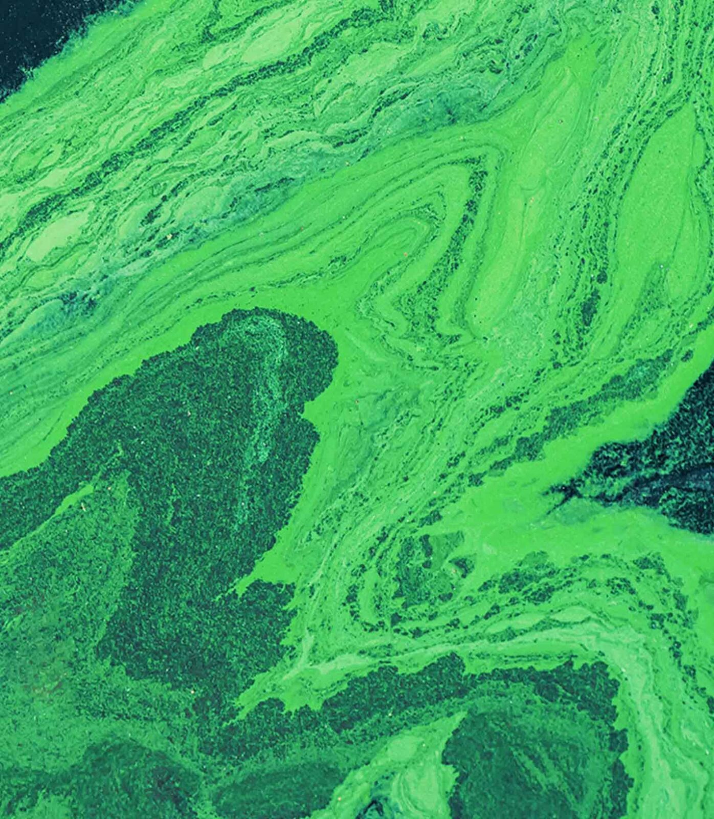 LG Sonic can solve algae bloom
