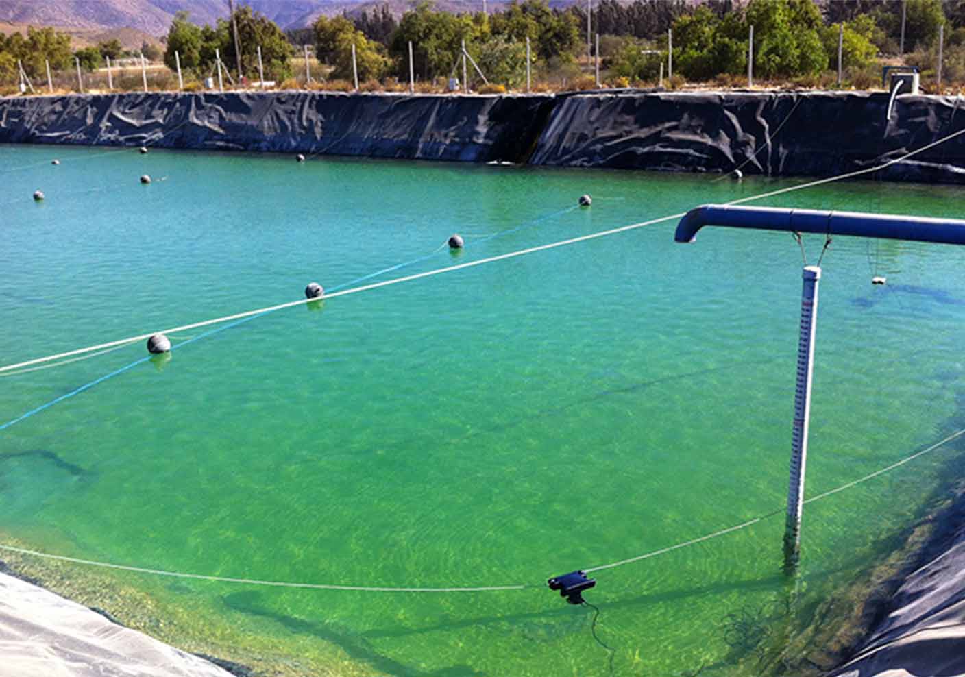 algae control in a pond using e-line