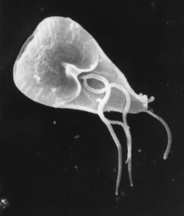 Giardia lamblia under the microscope which is the biggest water parasite