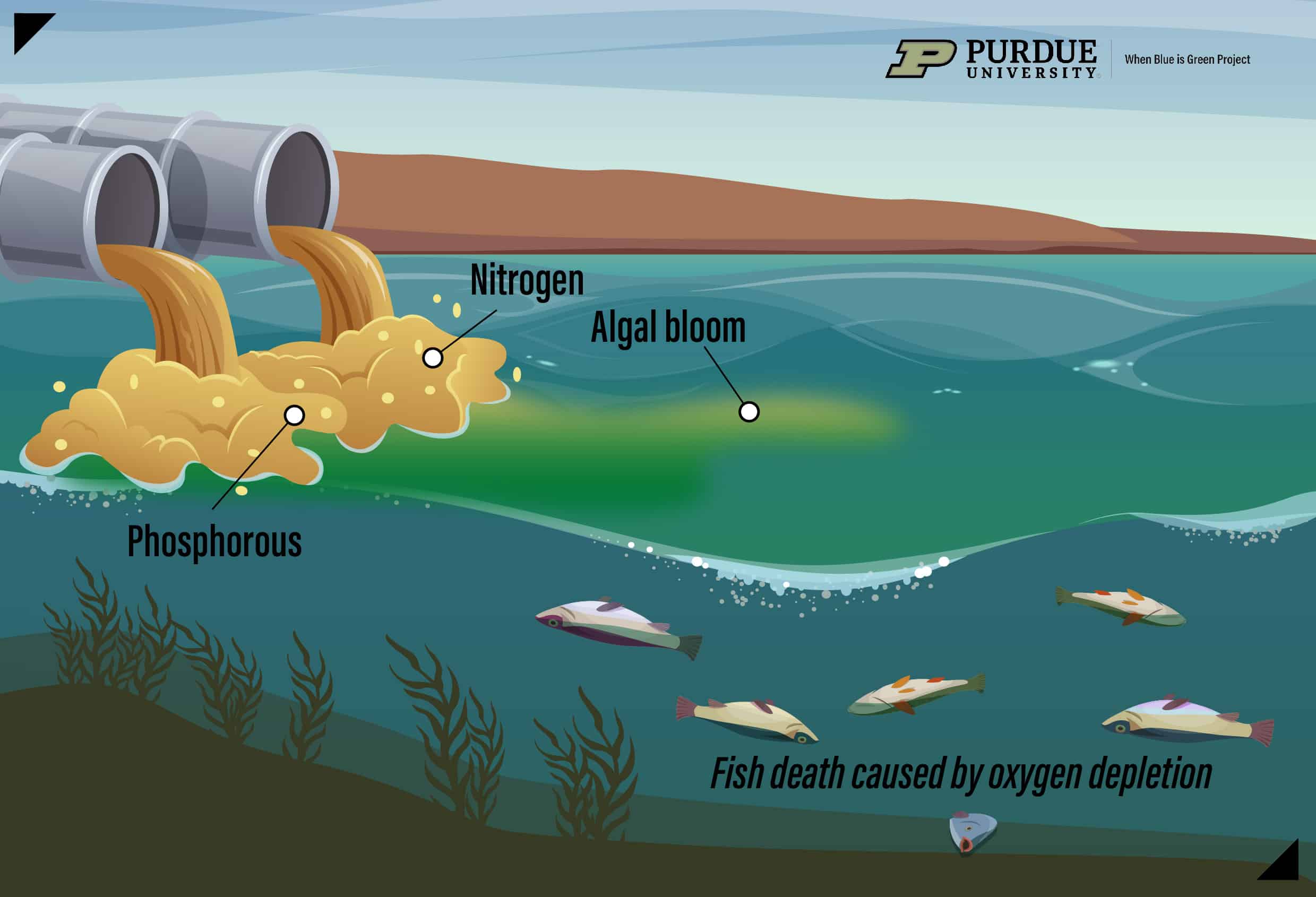 Eutrophication due to climate change