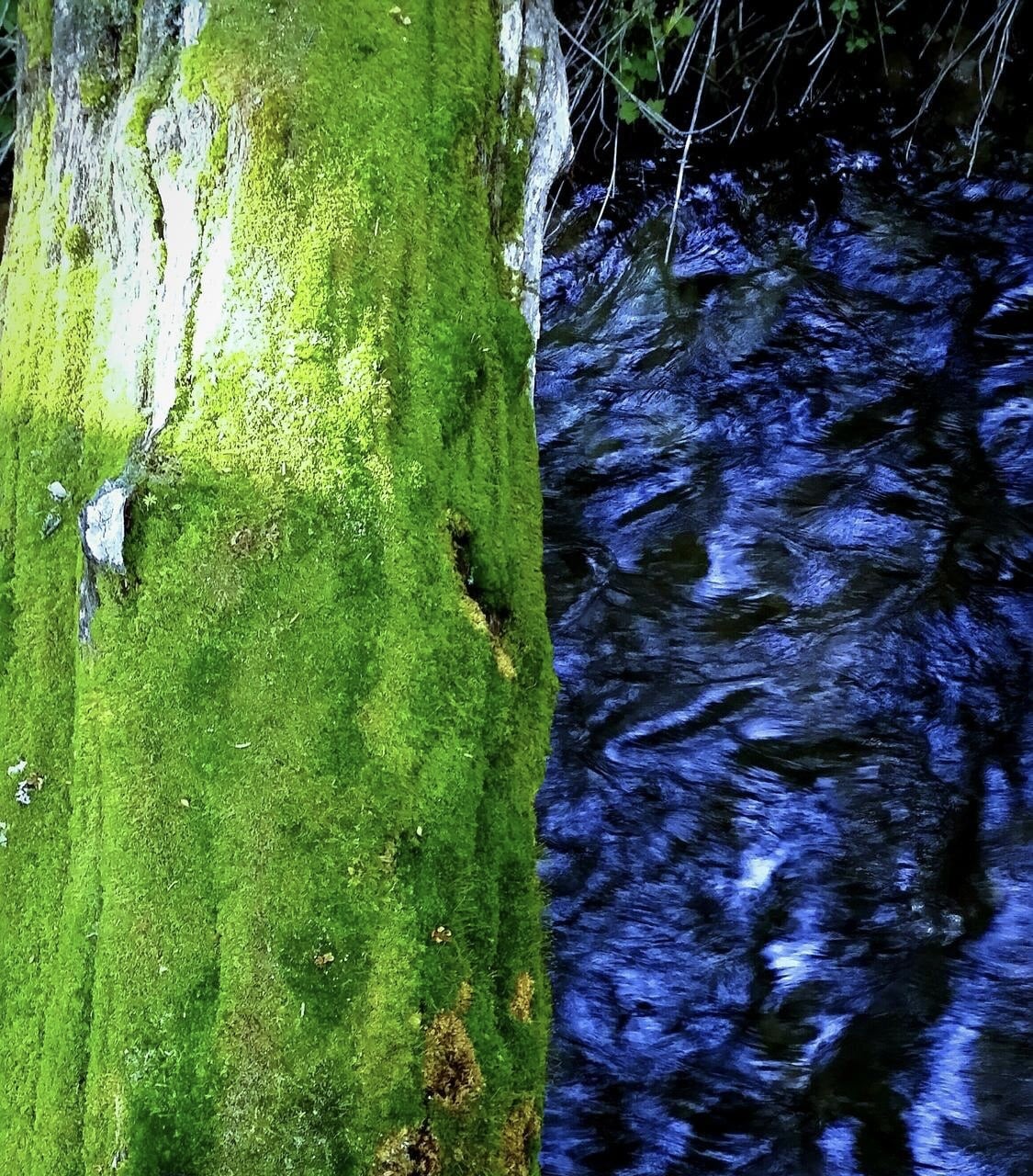 Agua con proliferación de algas comparada con agua tratada y clara después del pretratamiento del agua.