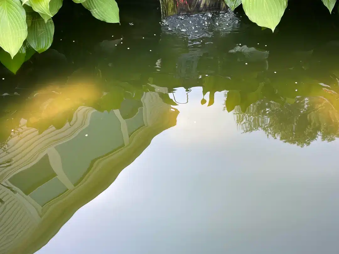 High pH is a result of algal blooms