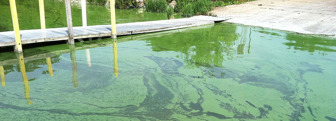 Green surface scum from a cyanobacterial bloom on a lake