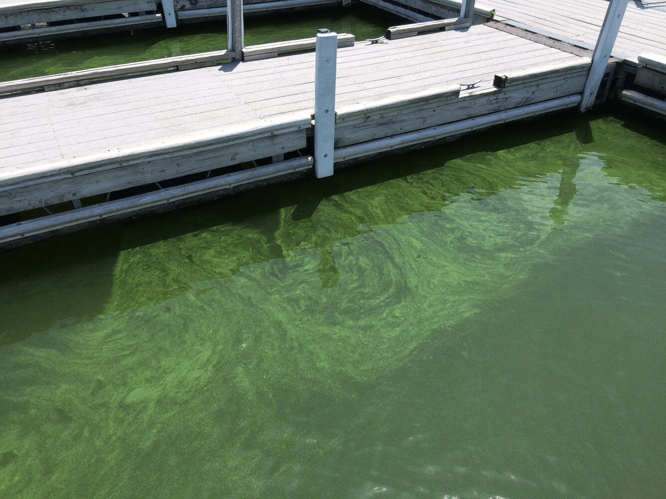 Florecimiento de algas nocivas en el lago Milford, Kansas, causado por la acumulación de la cianobacteria Microcystis, que perjudica la calidad del agua. Los florecimientos de este tipo pueden desarrollarse rápidamente y pasar desapercibidos si no se realizan muestreos frecuentes.