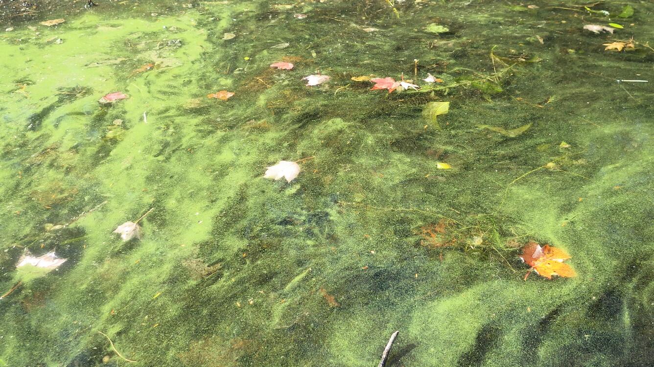 Contaminación del agua causada por cianobacterias