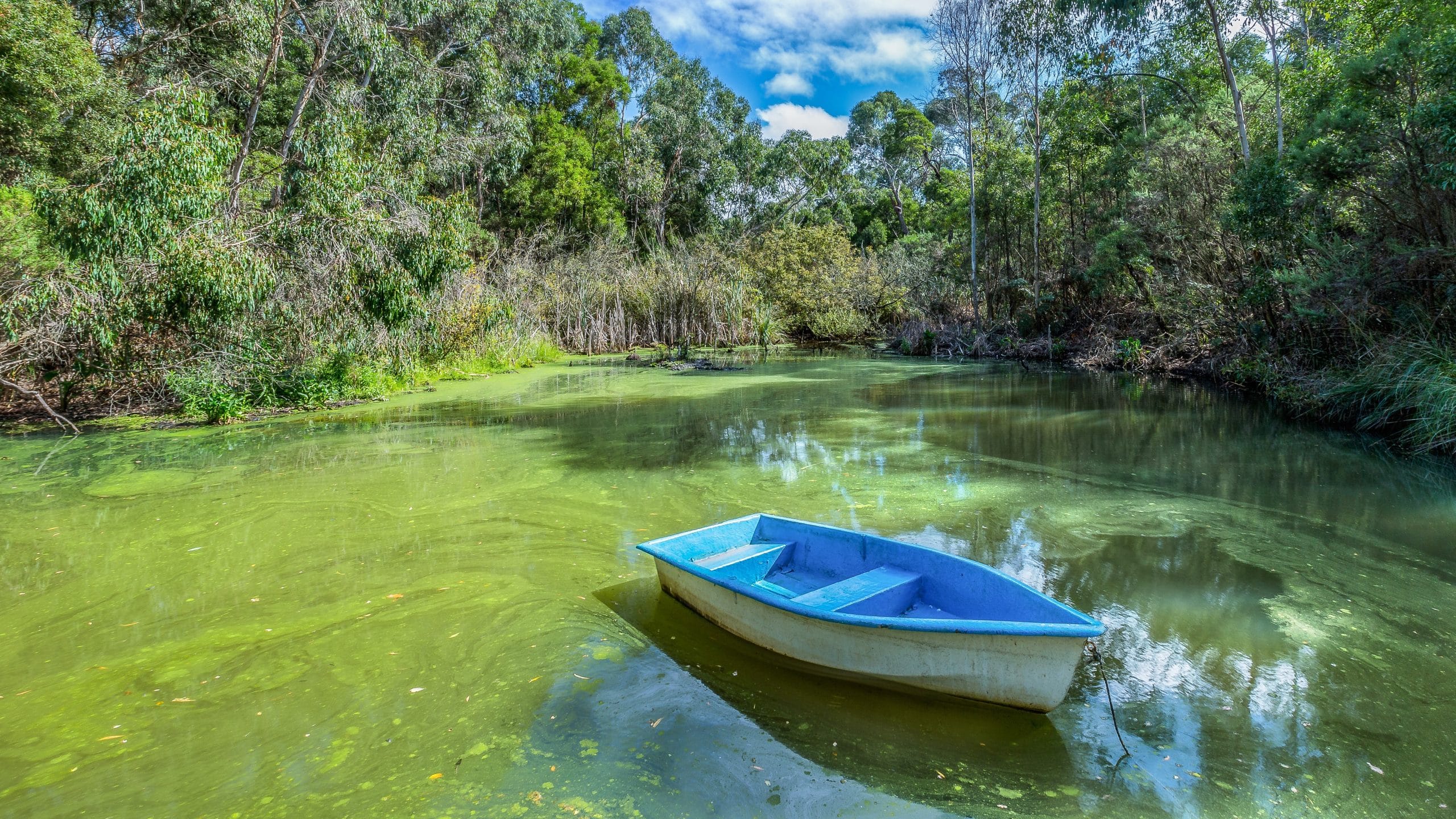 Harmful algal bloom seen in a lake