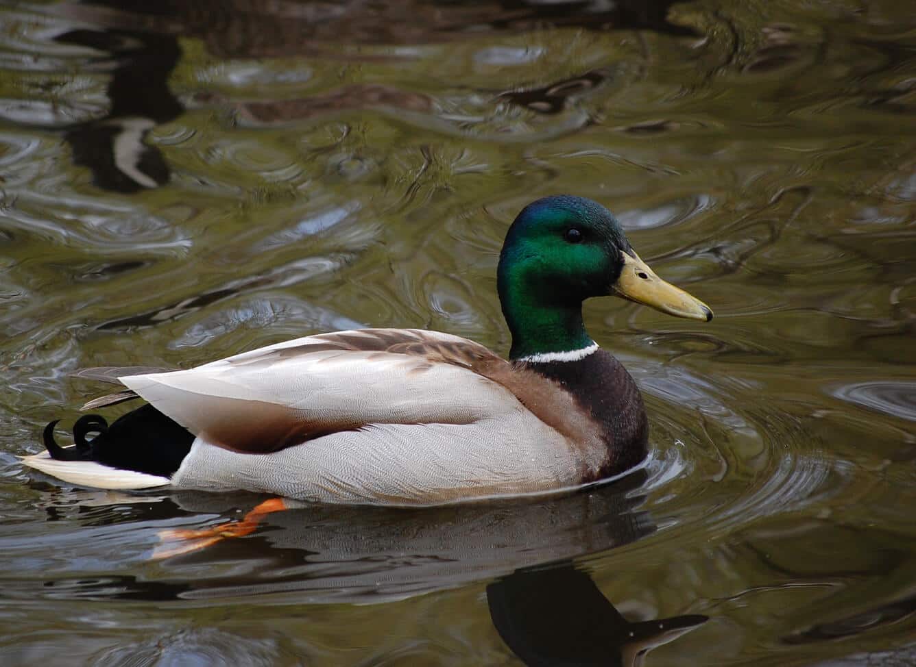 Aves acuáticas en un lago de agua dulce