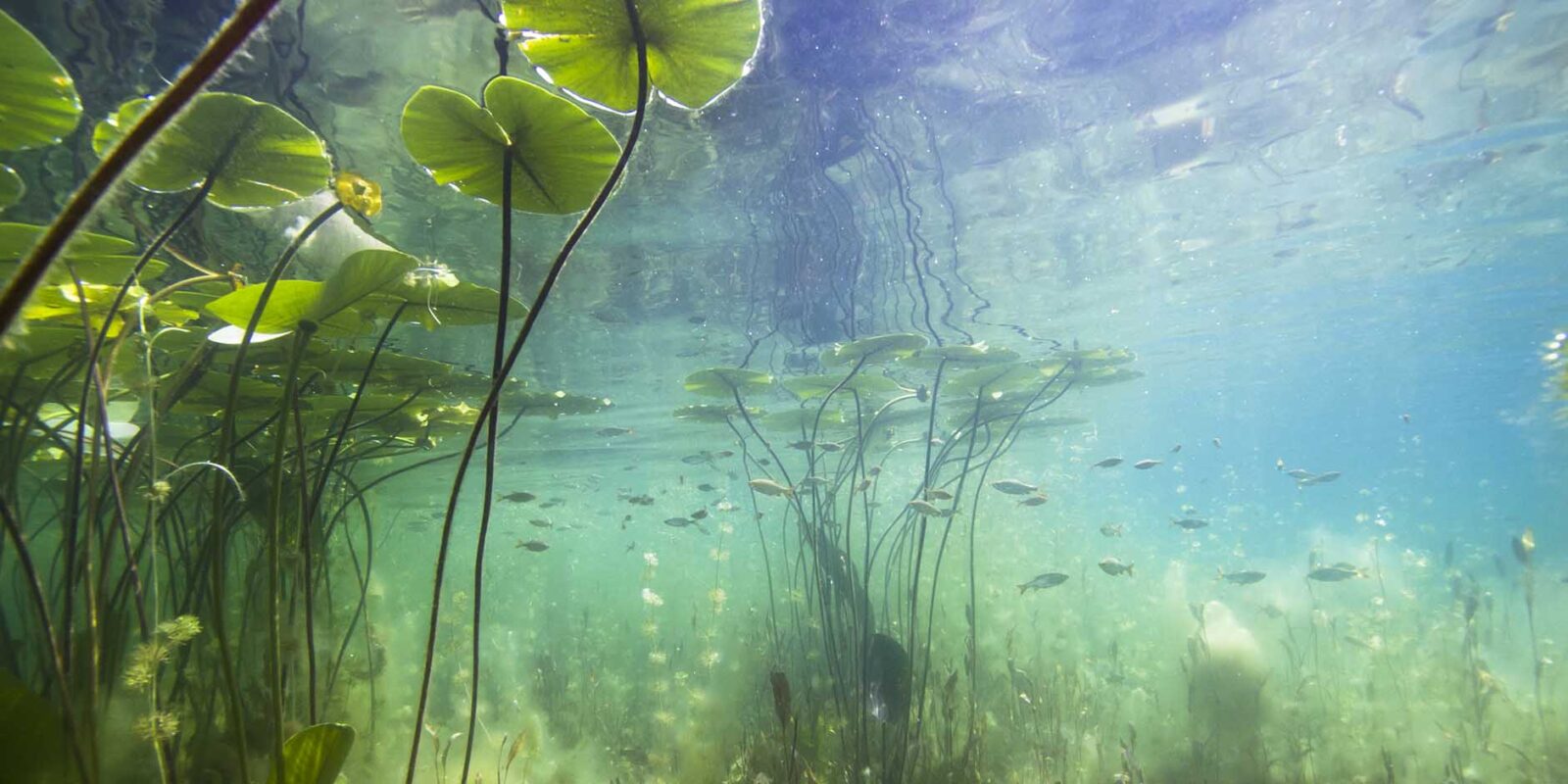 importance of aquatic plants and algae in a lake's ecosystem - lg