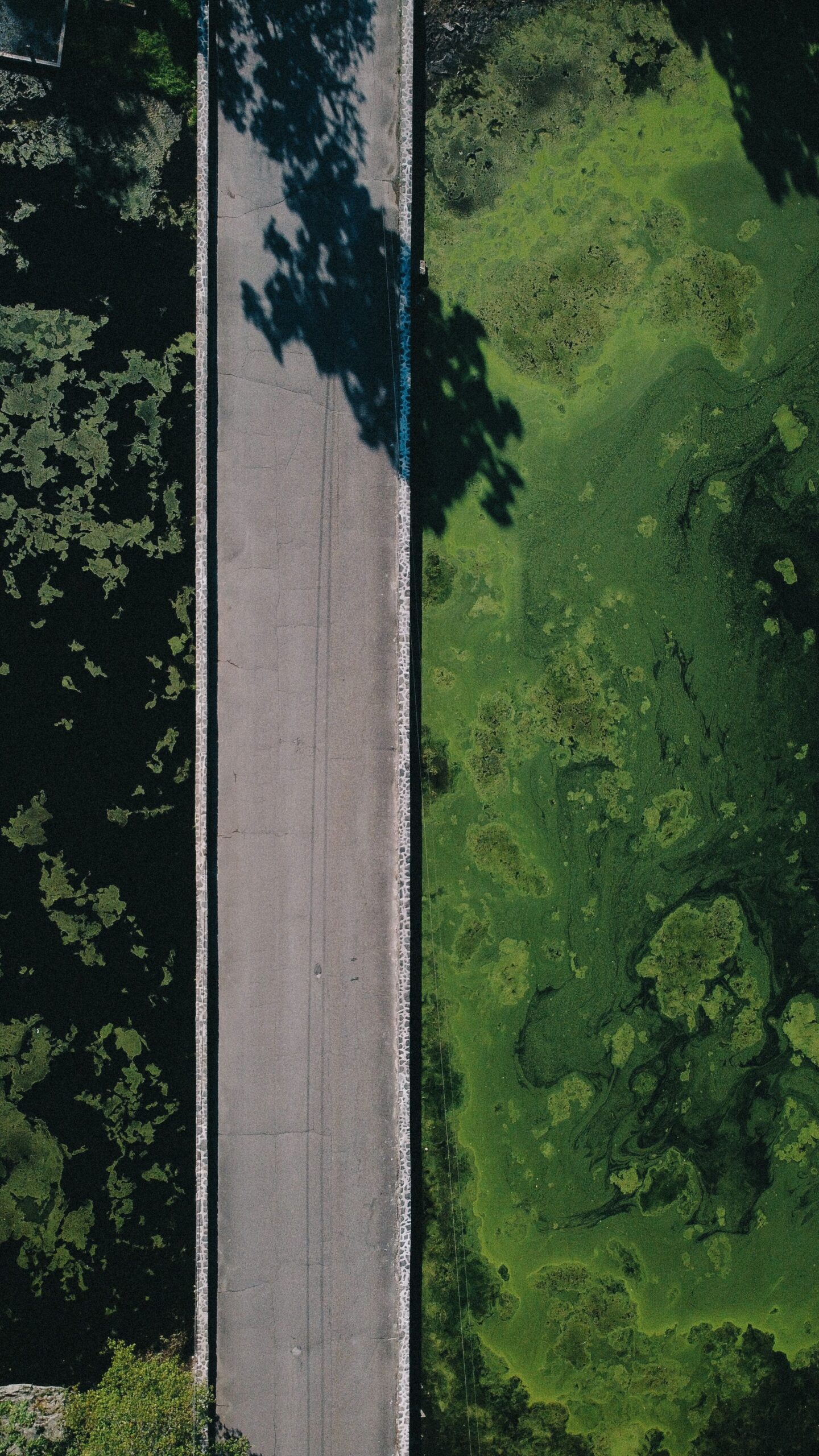 An example of harmful algae bloom next to impoundment pit in oil and gas industry. The water surface has turns green due to the algal bloom.