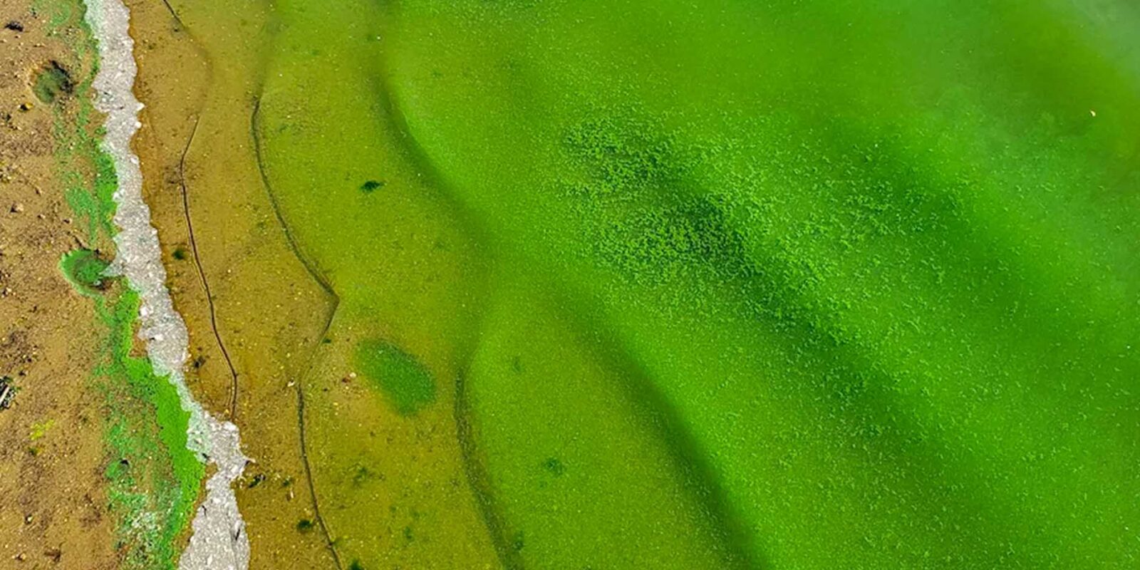 Water bloom, Algal Blooms, Eutrophication & Nutrient Pollution