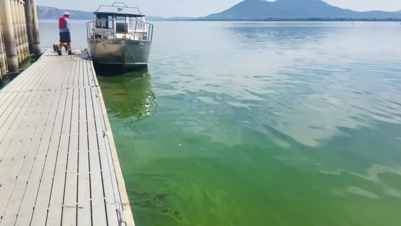 clear lake algal blooms