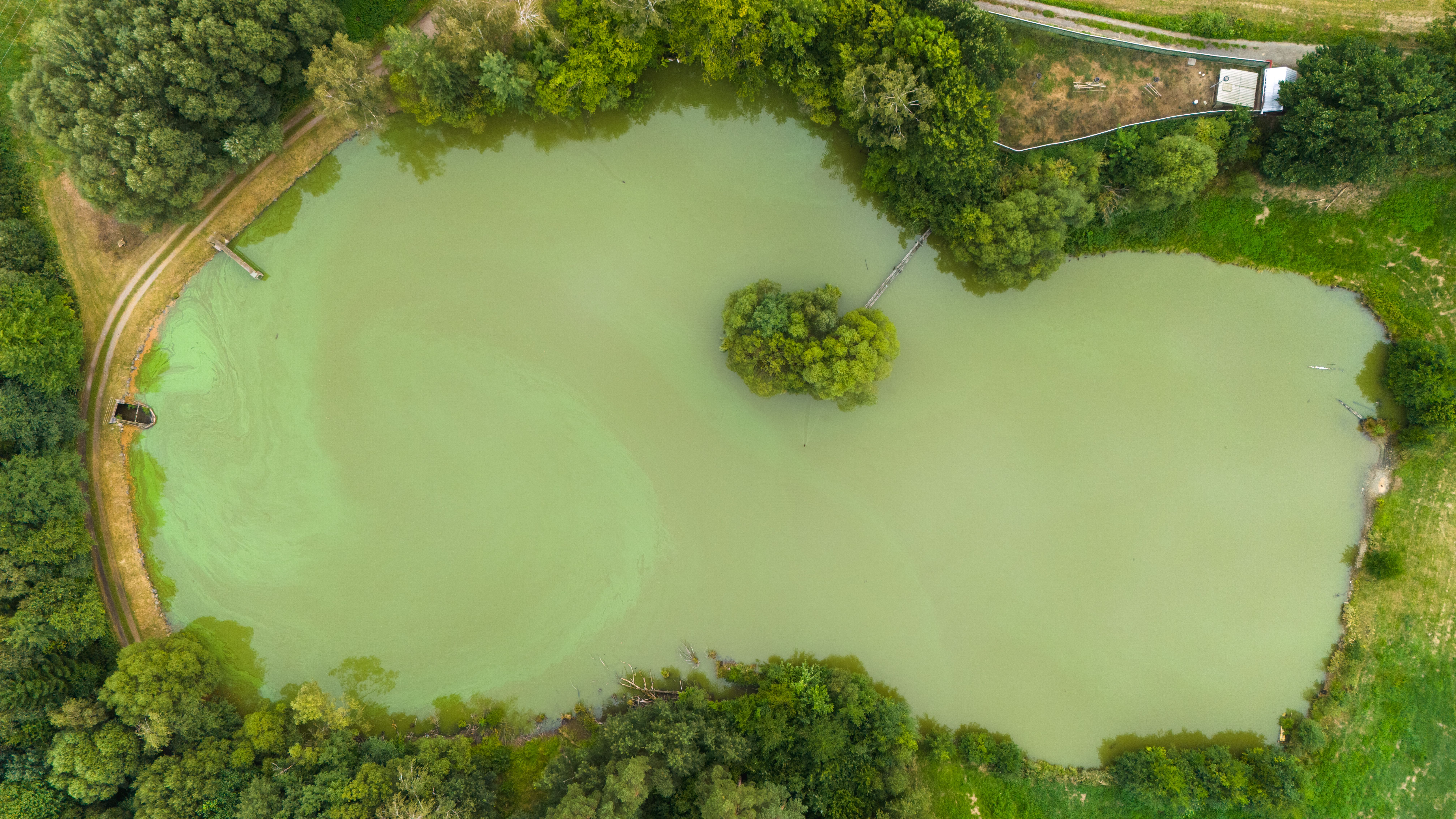 polluted pond